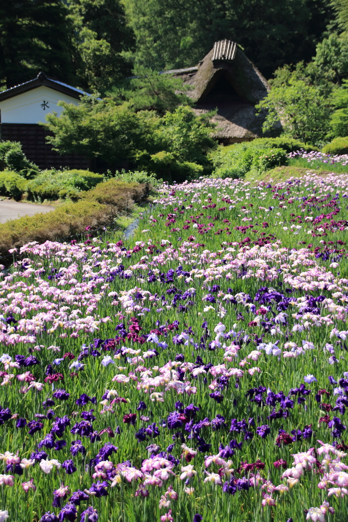 花菖蒲１