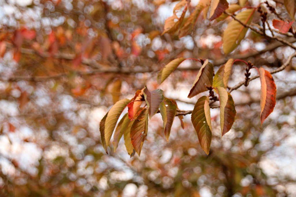 色づき始め！！