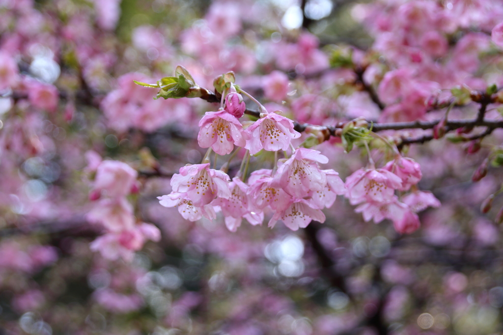 桜咲く