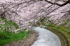 桜のトンネル　その２