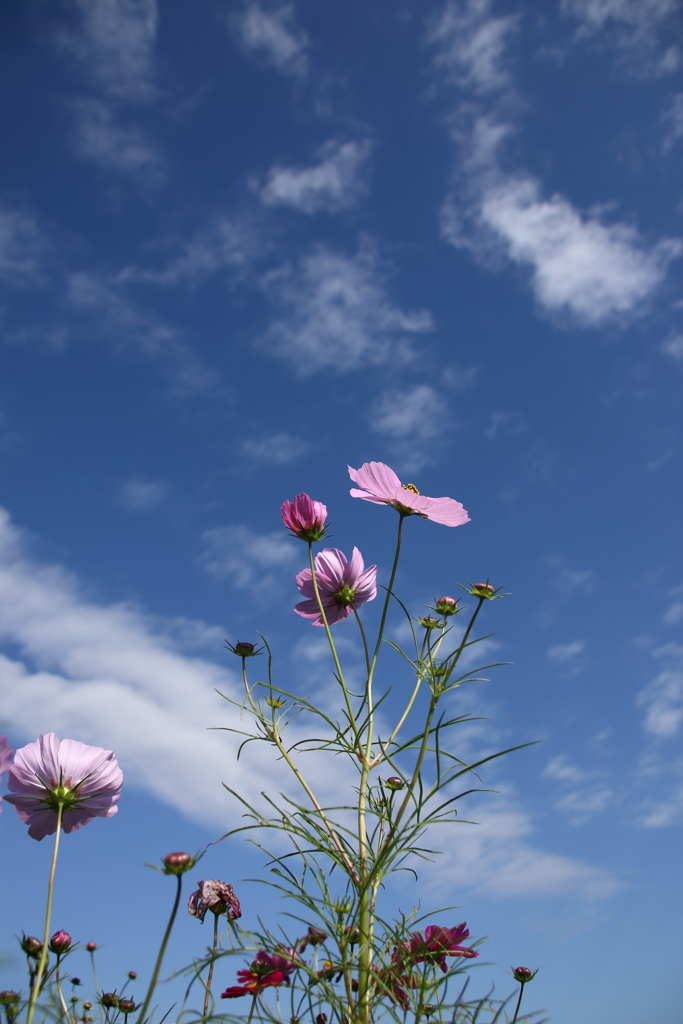 快晴の秋空