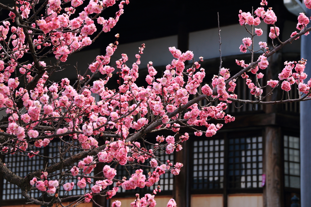 本興寺
