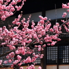 本興寺