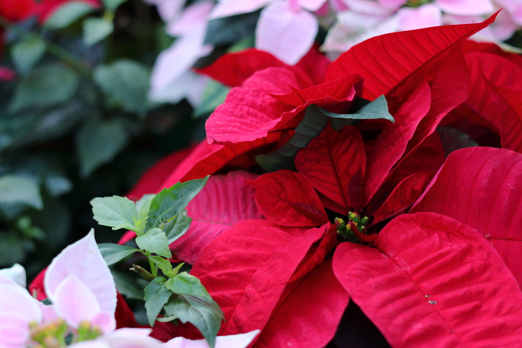 クリスマスの花といえば