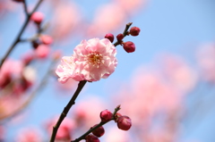 紅梅２