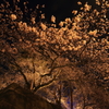夜の光の中で