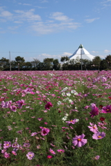 爽やかな空にピンクの秋桜