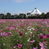 爽やかな空にピンクの秋桜