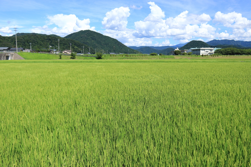 今日の天気は晴れ