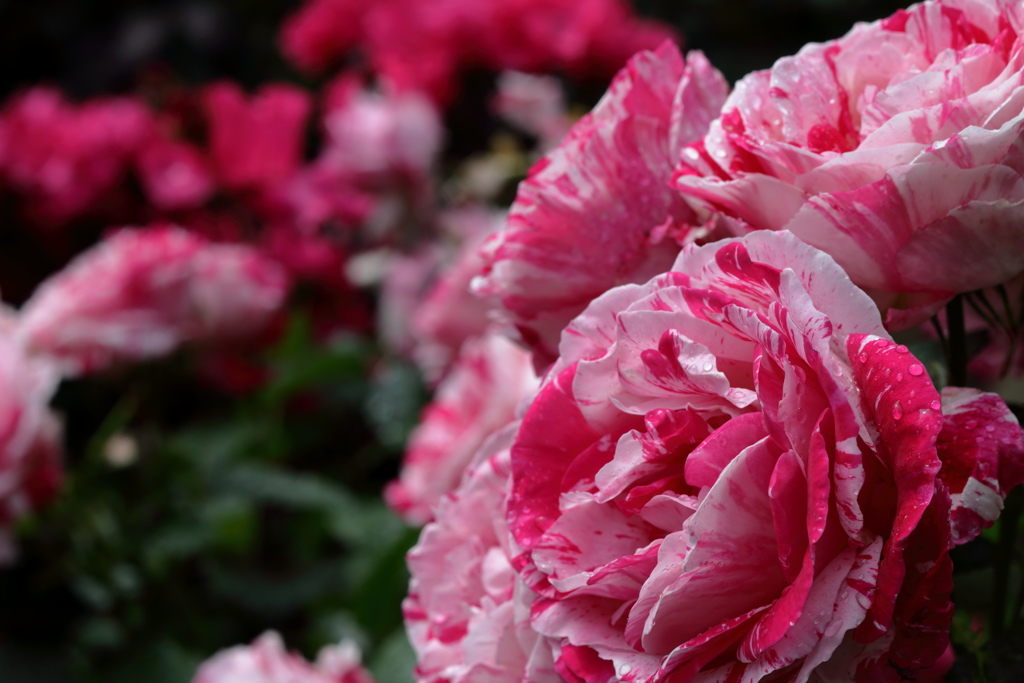 薔薇