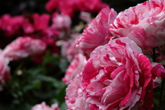 薔薇