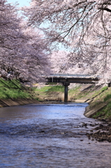 吉野瀬川の桜