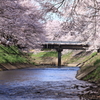 吉野瀬川の桜