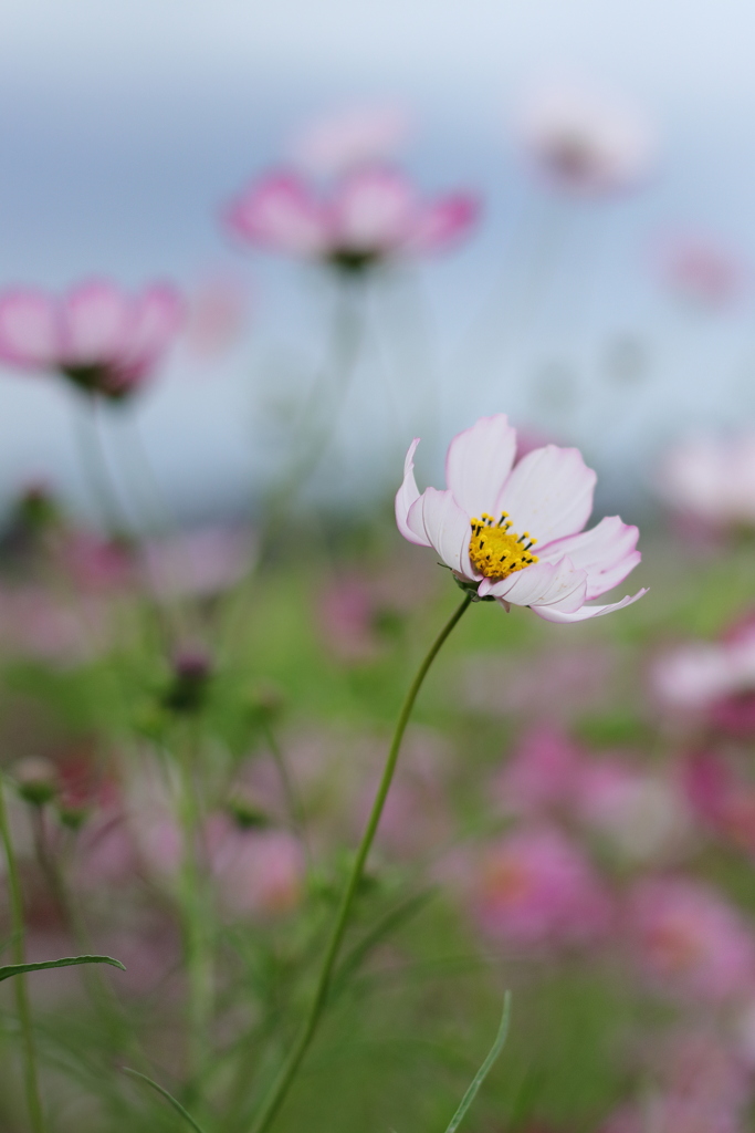 秋桜