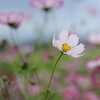 秋桜