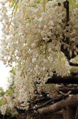wisteria