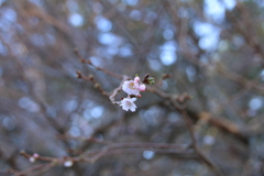 寒桜