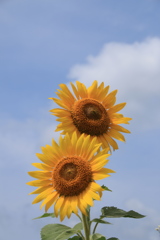 Pair