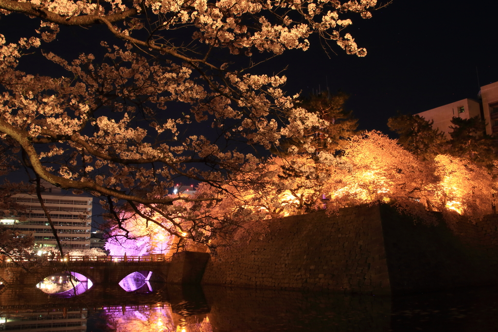 夜桜