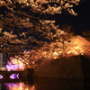 夜桜