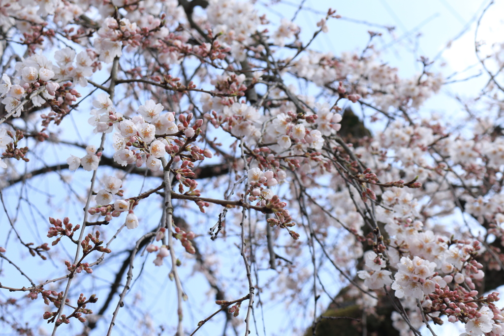 春が降ってくる。