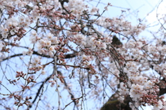 春が降ってくる。