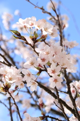 桜、咲き誇る