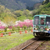 花桃　その２