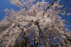 枝垂桜