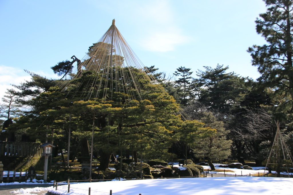 雪吊