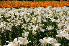 White And Yellow