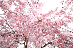 枝垂桜３