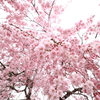 枝垂桜３