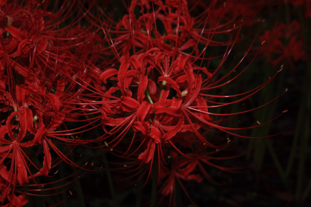 紅