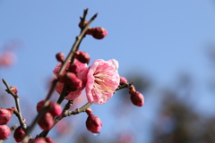 待ちわびた春