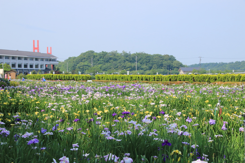 菖蒲園