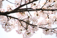 かくれんぼ