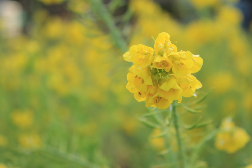 菜の花