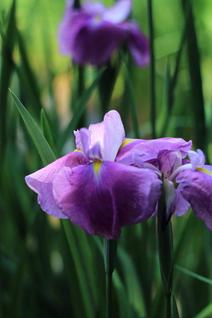 菖蒲
