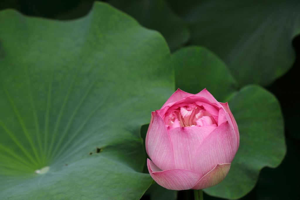 Lotus flower