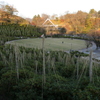 雪吊り