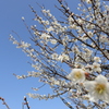 青に白