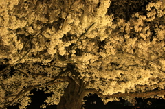一本桜
