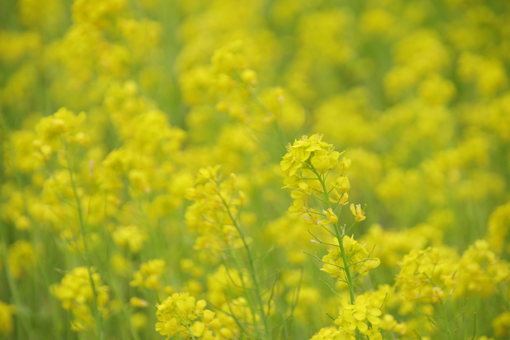 菜の花