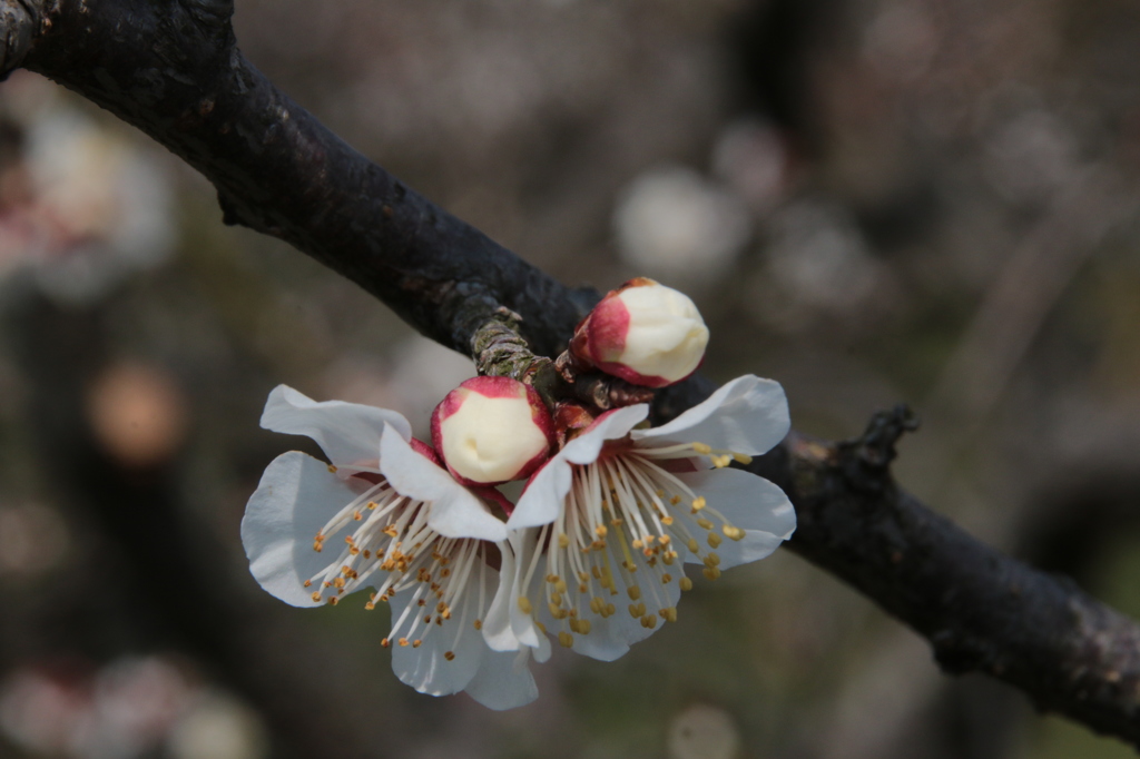梅の花