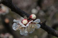 梅の花