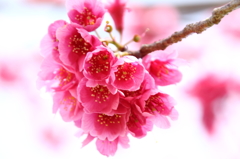 Pink！
