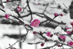 春の息吹