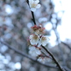 よりそって