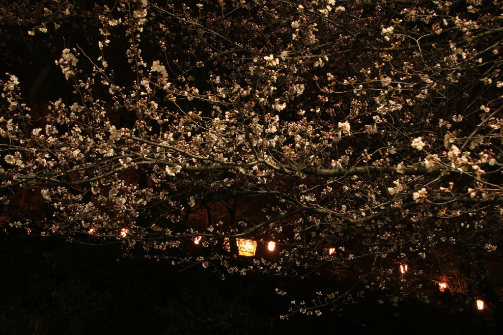 夜桜
